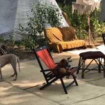 Hunde auf Stühlen